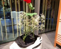 Hana-mai arrangement by Cindy Hepworth