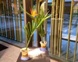 Hana-mai arrangement by Merle Hashimoto